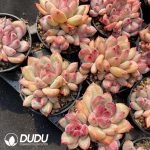 Pachyphytum Shanks Clustering - Image 2