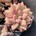 Pachyphytum Goldfish Hime