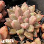 Pachyphytum Goldfish Hime - Image 2