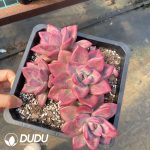 Echeveria Hephaestus Clustering