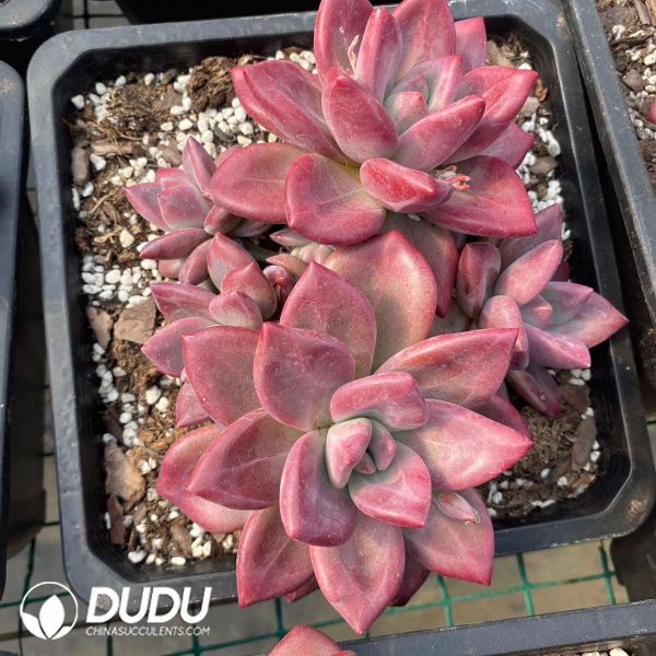 Echeveria Hephaestus Clustering - Image 2