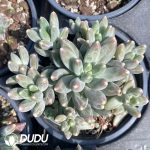 Pachyphytum Koala