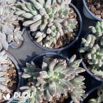 Pachyphytum Koala - Image 2