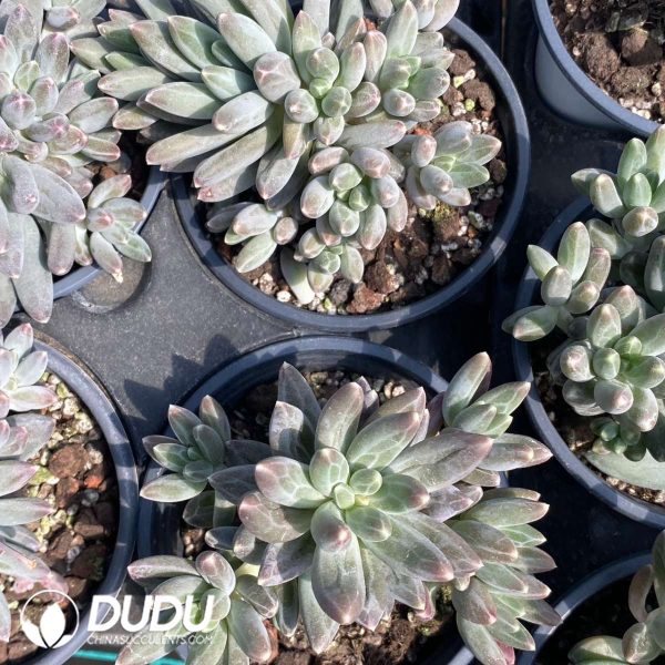 Pachyphytum Koala - Image 2