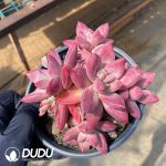 Echeveria Madama Butterfly 5 Heads Clustering