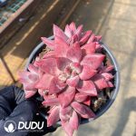 Echeveria Madama Butterfly 5 Heads Clustering - Image 2