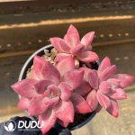 Echeveria Madama Butterfly 3 Heads Clustering
