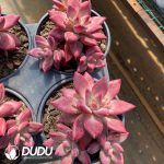 Echeveria Madama Butterfly 3 Heads Clustering - Image 2