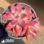 Echeveria Madama Butterfly Double Heads