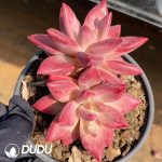 Echeveria Madama Butterfly Double Heads - Image 2