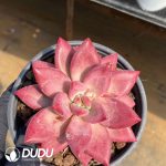 Echeveria Madama Butterfly