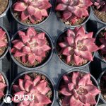 Echeveria Madama Butterfly - Image 2