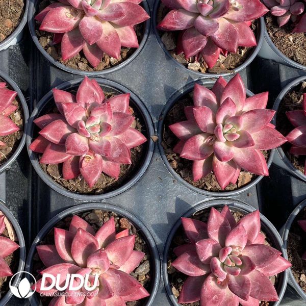 Echeveria Madama Butterfly - Image 2