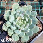 Echeveria Elizabeth