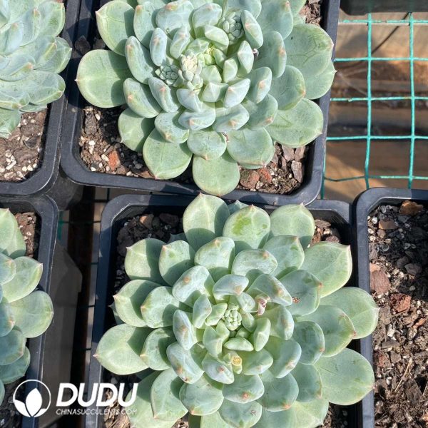 Echeveria Elizabeth - Image 2