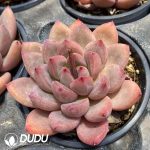 Echeveria Shanks