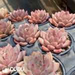 Echeveria Shanks - Image 2