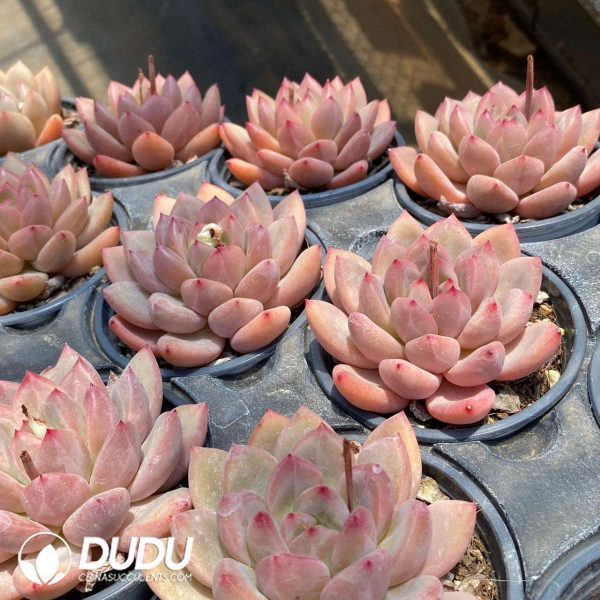 Echeveria Shanks - Image 2