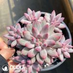 Echeveria Goldfish Hime 5+ Heads Clustering