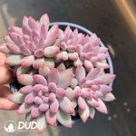 Echeveria Goldfish Hime 5+ Heads Clustering - Image 2
