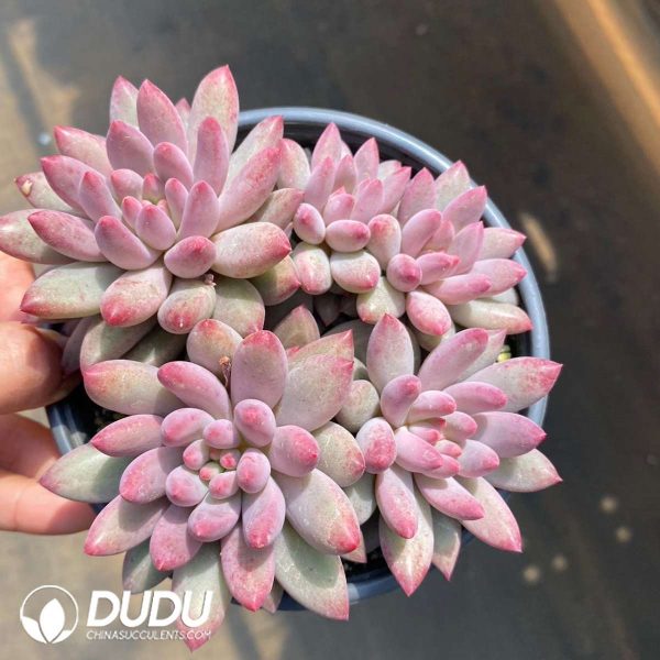 Echeveria Goldfish Hime 5+ Heads Clustering - Image 2