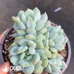 Echeveria Xuanshuang