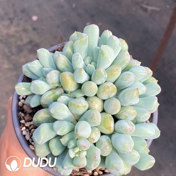 Echeveria Xuanshuang - Image 2