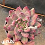 Pachyphytum Yumeiren Fat body