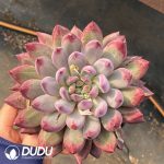 Pachyphytum Yumeiren Fat body - Image 2