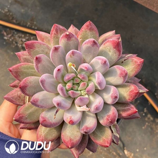 Pachyphytum Yumeiren Fat body - Image 2