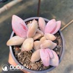 Echeveria Yellow Penguin