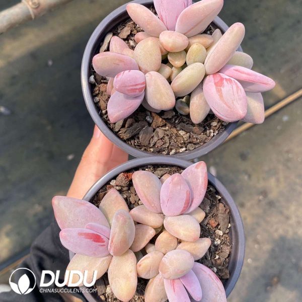 Echeveria Yellow Penguin - Image 2