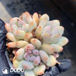 Echeveria Orange Summer Clustering