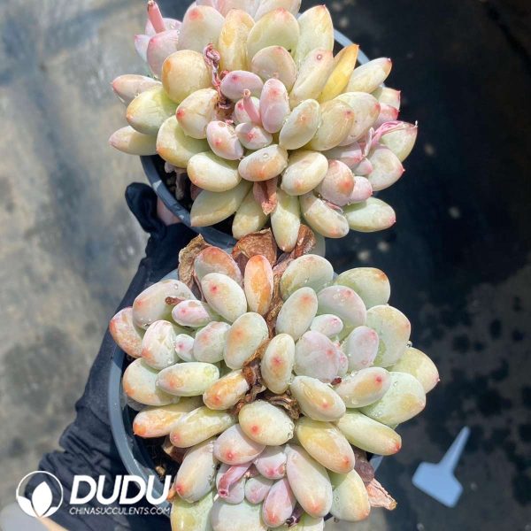 Echeveria Orange Summer Clustering - Image 2