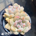 Echeveria Orange Summer Double Heads