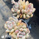 Echeveria Orange Summer Double Heads - Image 2