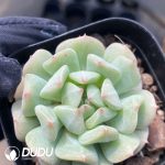Echeveria Iced Sugar Mint
