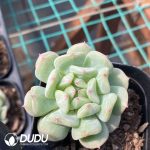 Echeveria Iced Sugar Mint - Image 2