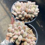 Echeveria Half-summer Beauty Double Heads