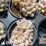 Echeveria Half-summer Beauty Double Heads - Image 2