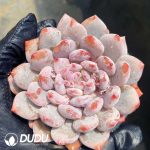 Echeveria Half-summer Beauty