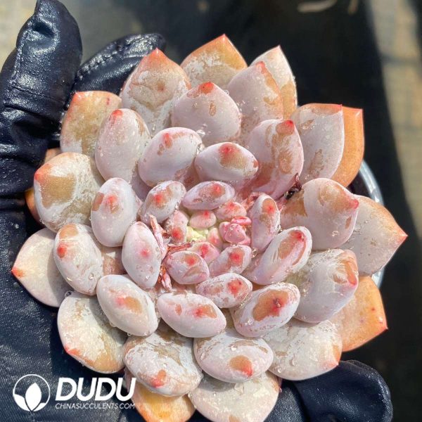 Echeveria Half-summer Beauty - Image 2