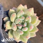 Echeveria Glass Ball