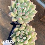 Echeveria Glass Ball - Image 2