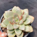 Echeveria General