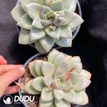 Echeveria General - Image 2