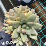 Echeveria General Clustering