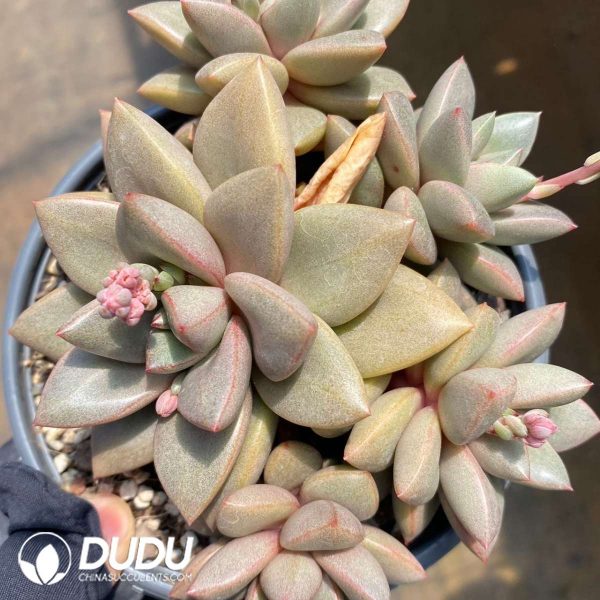 Echeveria General Clustering - Image 2