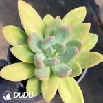 Pachyphytum Ocean Song