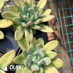 Pachyphytum Ocean Song - Image 2